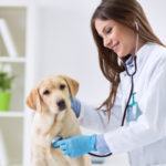 -en-que-te-puedes-especializar-si-has-estudiado-veterinaria-